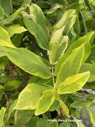 Image result for Syzygium niassense