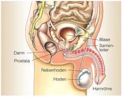 Reviews common tests for these conditions, as well as treatment side effects. Die Prostata Unsichtbares Mannliches Geschlechtsorgan
