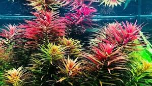 Image result for Limnophila