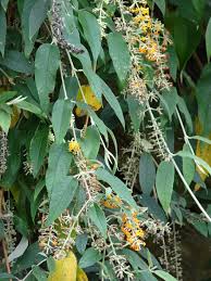 Image result for Buddleja madagascariensis