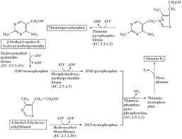 Jan 27, 2020 · thiamin also plays a role in energy production, and helps support the nervous system as well. Thiamin Lexikon Der Biochemie