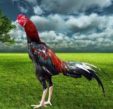 Ciri Ciri Ayam Bangkok Tangguh Bermental Juara Ayam Juara Ayam Jantan Hewan Ayam