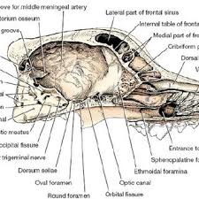 The nasal cavities house the turbinate bones and paranasal sinuses. Pdf Diagnostic Value Of Mri In Dogs With Inflammatory Nasal Disease
