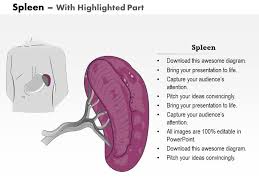 It performs 15+ jobs for 3 body systems. 0514 Spleen Medical Images For Powerpoint Powerpoint Slide Images Ppt Design Templates Presentation Visual Aids