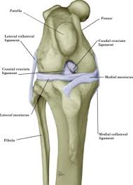 Lift your right leg into the. Causes And Treatments Of Hindlimb Lameness In Dogs Pethelpful
