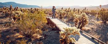 Fenced in at the beginning, the trail does open to allow you to walk among the cactus along a well marked trail. Cholla Cactus Garden Joshua Tree National Park Flying Dawn Marie