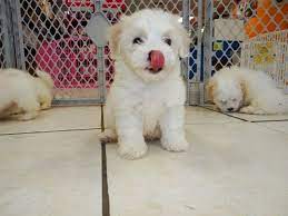 Havachon Puppies Dogs For Sale In Atlanta Georgia Ga Savannah Sandy Springs Roswell - Youtube