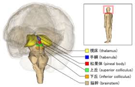 The study of the brainstem helps to examine the way grey and white matter of the cervical spinal cord are rearranged in the medulla. Brainstem Wikipedia