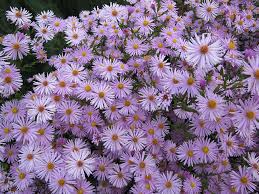 Check spelling or type a new query. Hd Wallpaper Aster Flowers Autumn Garden Purple Voplet Petals Bush Wallpaper Flare