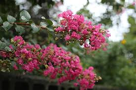 This attractive small tree or shrub is valued for its long blooming season and its low maintenance growing requirements. Plants Flowers Nature Pink Crape Myrtle Wood Lagerstroemia Indica Flowering Plant Flower Pink Color Pxfuel