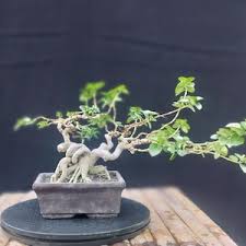 Image result for Premna velutina