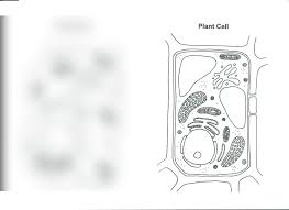 9142020 test openstax biology 2e chapter 4 cell structure. Plant Cell Diagram Diagram Quizlet