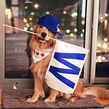 89+ tough dog name for pitbulls 6. 10 Chicago Dogs Who Stayed Up To Watch The World Series The Dog People By Rover Com