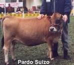 Resultado de imagen para como pyme microempresa mini vacas lecheras rentabilidad