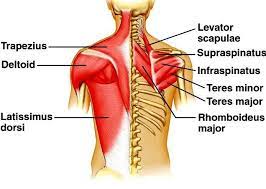 Superficial muscles of the back are located directly deep towards the skin along with superficial fascia. Back Muscles Attachments Nerve Supply Action Anatomy Info