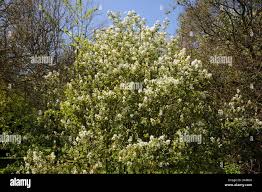 Image result for Amelanchier ovalis