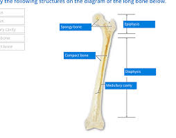The radius is the bone which is present laterally, which mean. Solved Y The Following Structures On The Diagram Of The L Chegg Com