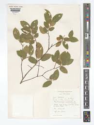 Image result for Pseudolachnostylis maprouneifolia