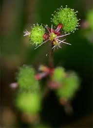 Image result for Acalypha racemosa