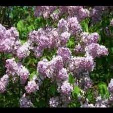 Shaw Brothers New Hampshire Naturally Lilac Bushes Trees To Plant Periannual Flowers