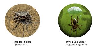 The diving bell spider or water spider (argyroneta aquatica) is the only species of spider known to live almost entirely under water. Artstation Trapdoor Spider Diving Bell Spider D S Causey
