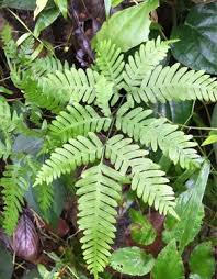 Image result for Pteris kivuensis