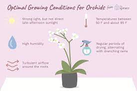 Planting Orchids: How To Repot An Orchid Plant