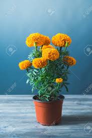 Marigold petite mix seed 78043 6 the. Traditionelle Cempasuchil Blumen Fur Altare An Tag Der Toten In Mexiko Verwendet Lizenzfreie Fotos Bilder Und Stock Fotografie Image 64145633