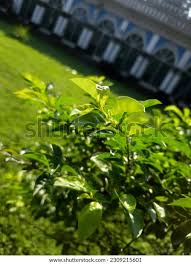 Image result for Desmodium intortum