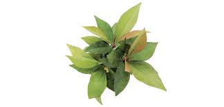 Image result for Ardisia staudtii