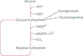 Pentose Phosphate Pathway An Overview Sciencedirect Topics