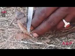 Dengan begitu murai batu kamu akan aktif dan tidak manja. Cara Mengambil Mustika Ular By Muda Fare