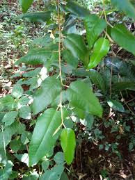 Image result for Croton dichogamus