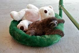 5 out of 5 stars (485). Baby Sloths Appreciation Posts Crooked Manners