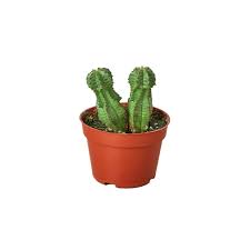 Image result for Euphorbia pfeilii