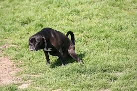 Stage 0 to 1 is a tumor just starting out. Transitional Cell Carcinoma Of The Urinary Tract In Dogs Symptoms Causes Diagnosis Treatment Recovery Management Cost