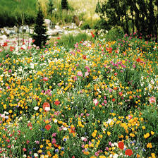 Partial Shade Wildflower Seed Mix Wildflower Seeds Wildflower Garden Fast Growing Flowers