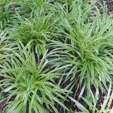 Image result for Carex mannii
