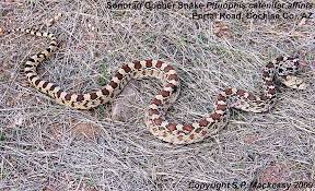 Pituophis Catenifer Affinis Sonoran Gopher Snake Snake Animals Critter