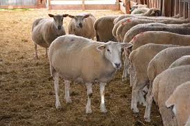La mutation texel belge induit une hypertrophie musculaire. Ovin Dix Ans Pour S Approprier Le Systeme Le Mieux Adapte Journal Paysan Breton