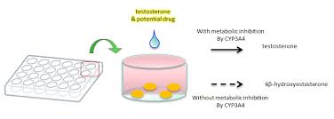 Cyp Cytochrome P450 Analytical Chemistry Pharma