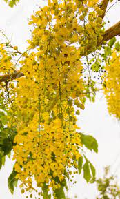 We did not find results for: Golden Shower Tree Cassia Fistula Scientific Name Is A Beautiful Yellow Flowering Bloom On Trees Stock Photo Picture And Royalty Free Image Image 97663477