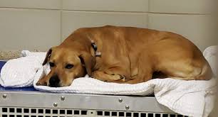 Pets are welcome to vacation in virginia beach all year long. Virginia Beach Animal Care And Adoption Center 19 Photos 20 Reviews Animal Shelters 341 South Birdneck Rd Virginia Beach Va Phone Number Yelp