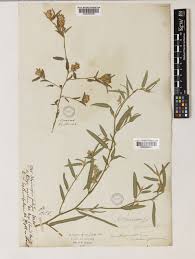 Image result for Acroceras amplectens