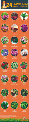 Population is allergic to cats. 24 Plants That Can Kill Your Puppy