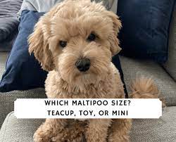 In time, you can increase the distance as they get used to the activity. Which Maltipoo Size Teacup Toy Or Mini 2021 We Love Doodles