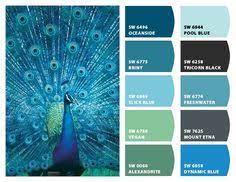 Peafowl colors and patterns, peacock colors, peacock varieties, rare peafowl colors. Color Palette For Peacocks