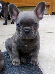 The lettering that you often see when someone's trying to portray their specific dogs. Blue Brindle French Bulldog Puppy Love Puppydog Pinterest Bulldog Puppies French Bulldog Puppies Cute Puppies