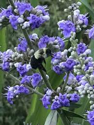 Image result for Vitex franceseana