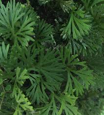 Image result for Elaphoglossum kivuense